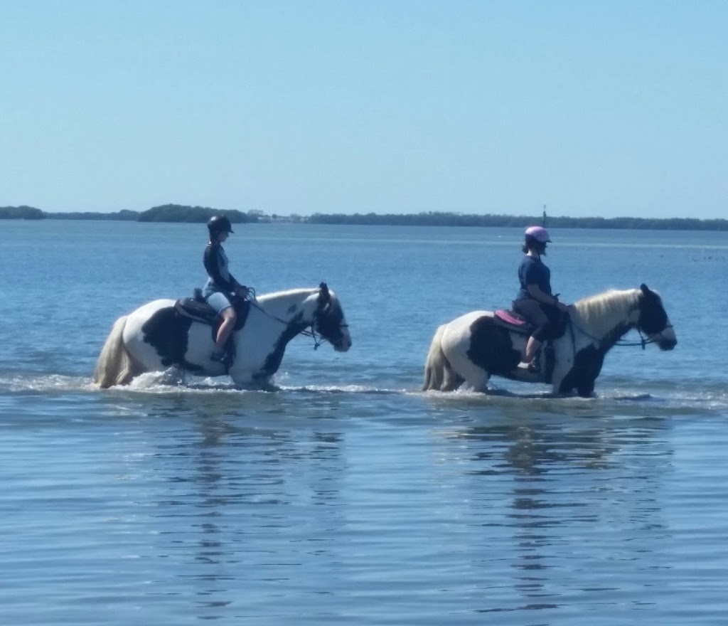 CPonies Beach Horseback Rides | St. Petersburg, FL 33715, USA | Phone: (941) 773-5196