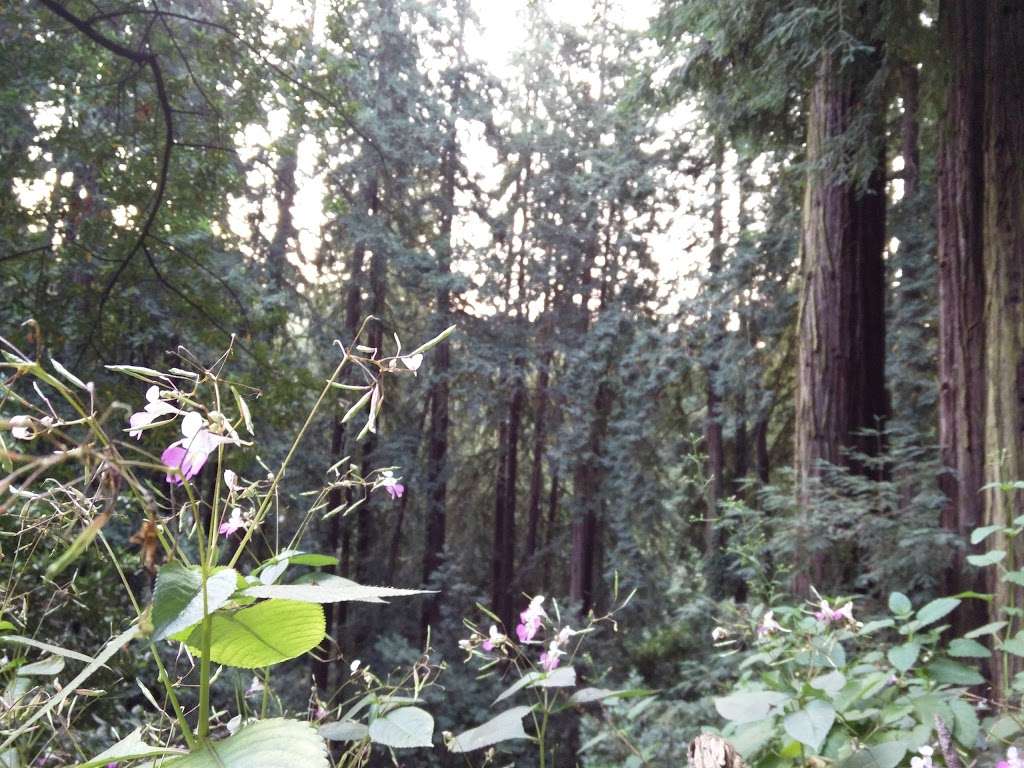 Monterey Redwoods | Monterey Blvd, Oakland, CA 94602, USA | Phone: (510) 501-3672
