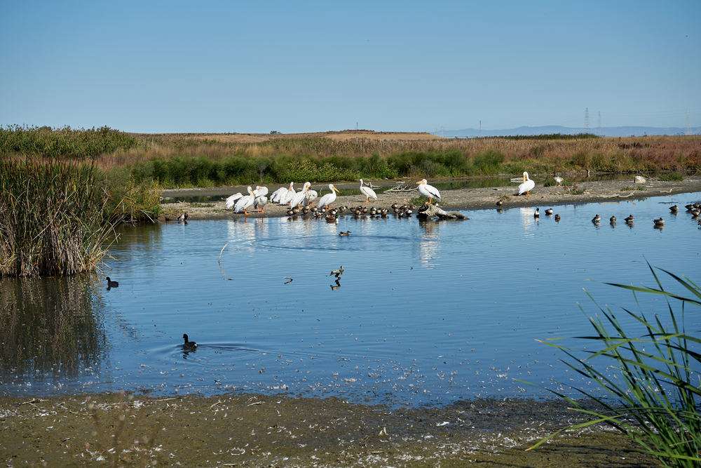Pelican Nesting View | Adobe Creek Loop Trail, Palo Alto, CA 94303, USA
