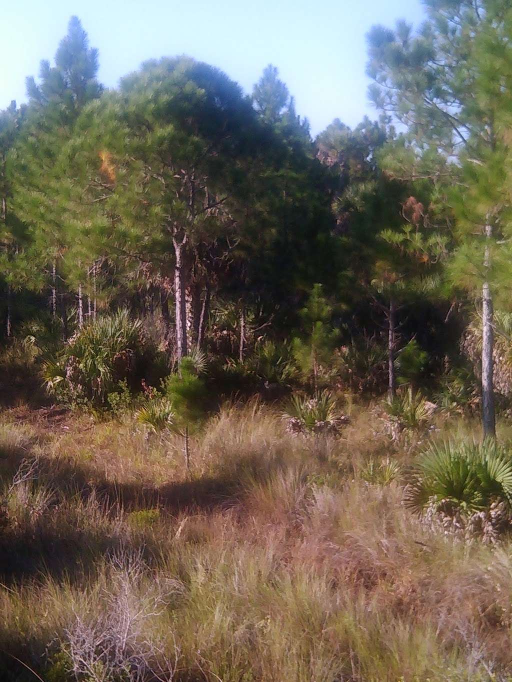 Buck Lake Conservation Area | 4077 Cinnamon Teal Dr, Mims, FL 32754, USA | Phone: (386) 329-4404