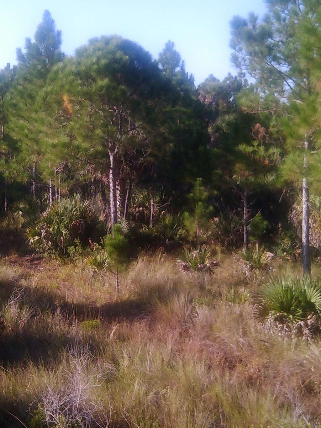 Buck Lake Conservation Area | 4077 Cinnamon Teal Dr, Mims, FL 32754 | Phone: (386) 329-4404