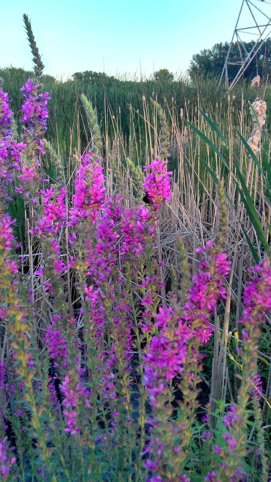 Burnham Prairie Nature Preserve | Burnham, IL 60633