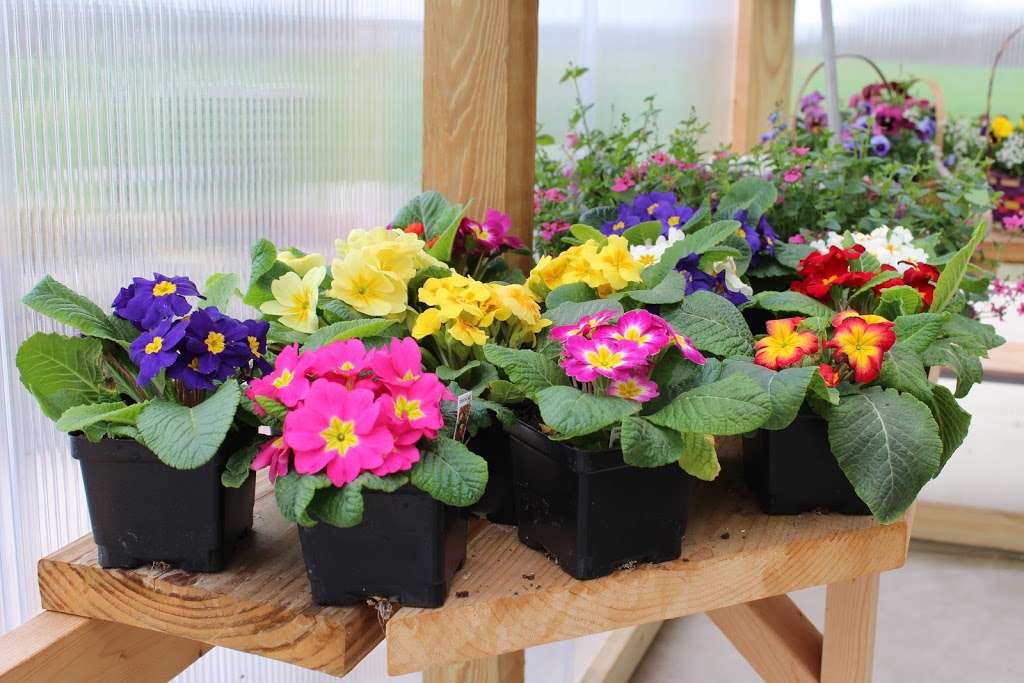 Serenity Ridge Greenhouse | 160 Bethany Rd, Ephrata, PA 17522, USA | Phone: (717) 859-6594