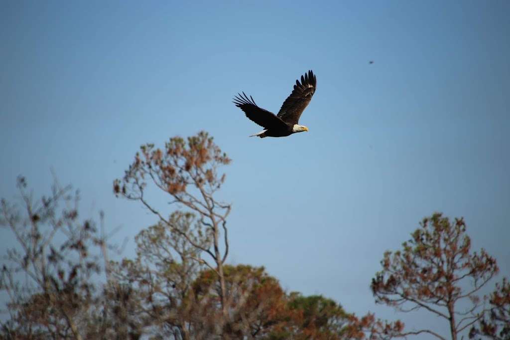 Scrub Jay Hiking Trail | Florida