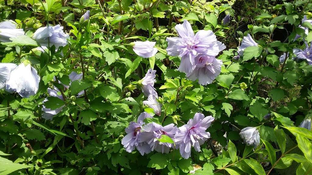 Buck Run Nursery & Landscape, 3660 Stoney Batter Rd, Mercersburg, PA 17236