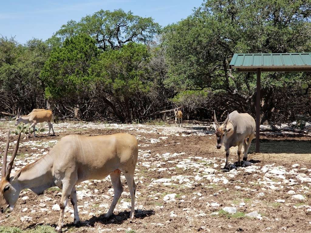 hotels near wildlife safari san antonio