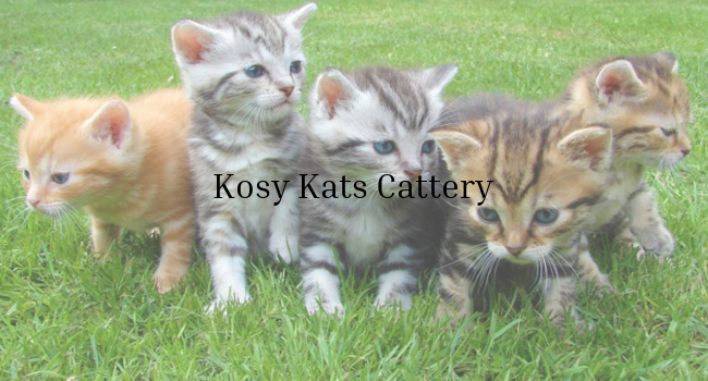 Kosy Kats Cattery | 40 Brickendon La, Brickendon, Hertford SG13 8NU, UK | Phone: 01992 511462