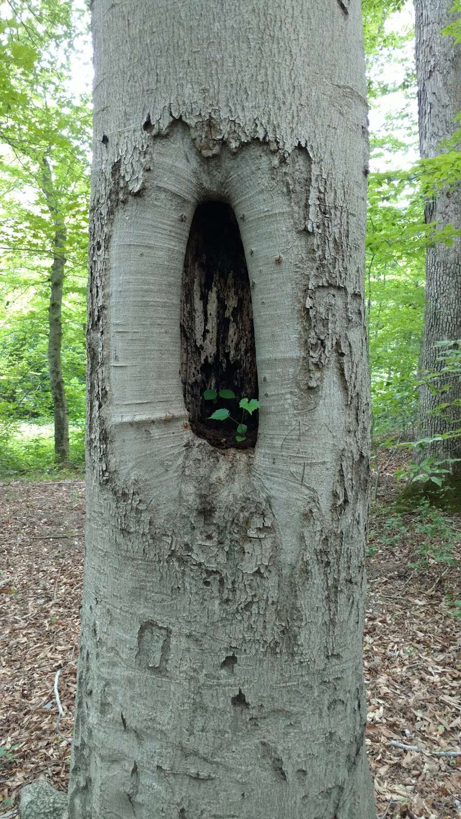 Accotink Bay Wildlife Refuge | Pohick Rd, Fort Belvoir, VA 22060, USA | Phone: (703) 806-0049