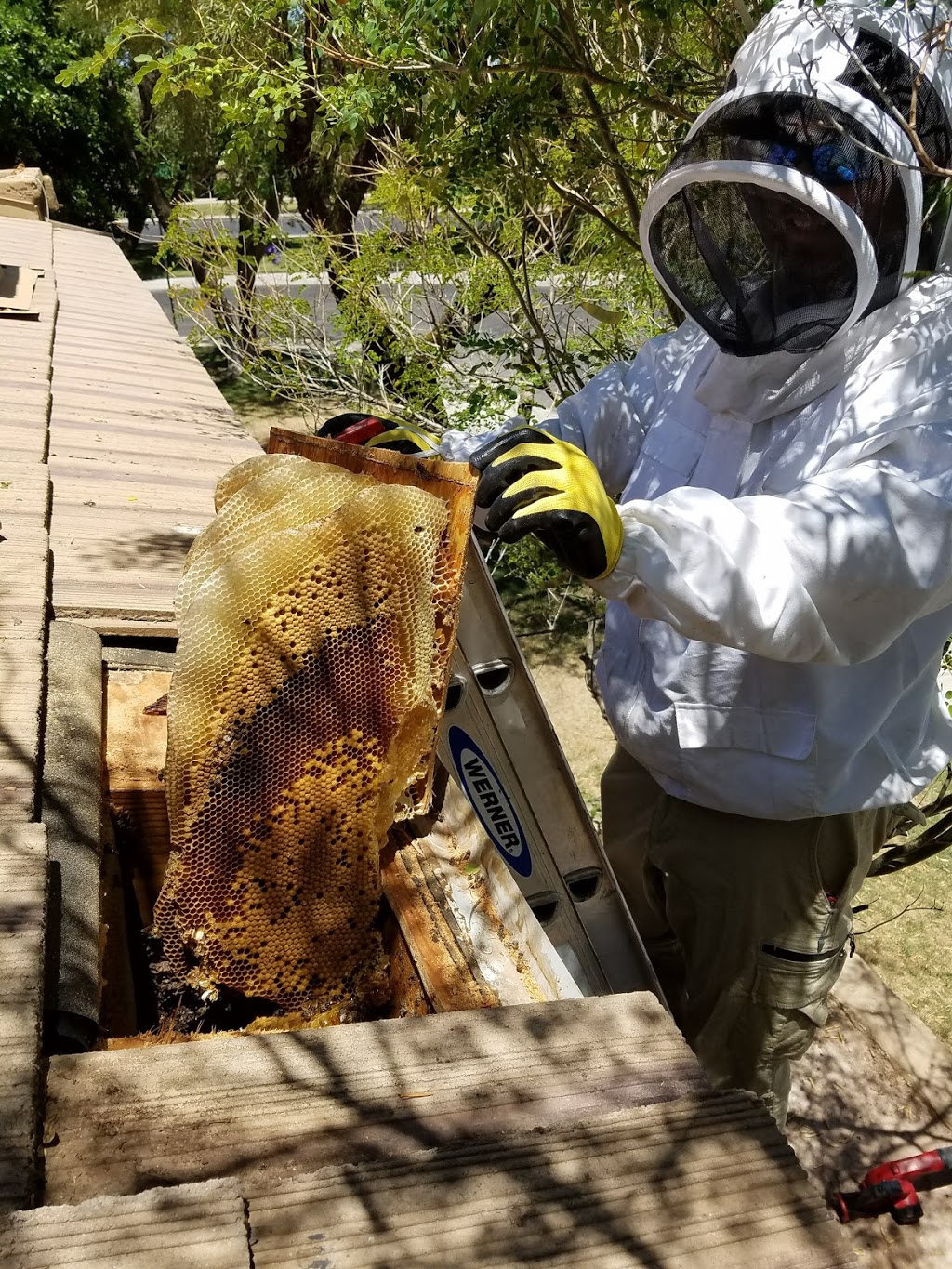 Phoenix Bee Removal LLC. | 8110 E Cactus Rd, Scottsdale, AZ 85260, USA | Phone: (480) 612-1620