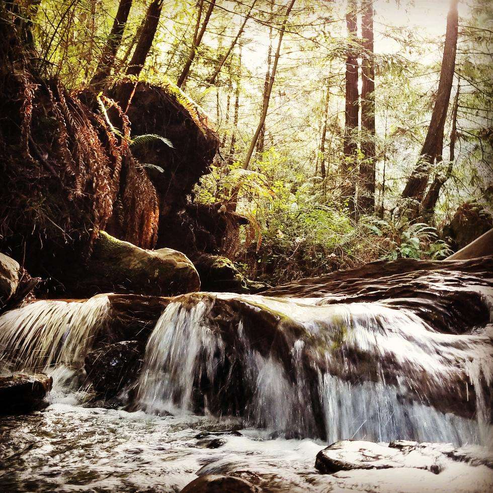 Purisima Creek Redwoods Open Space Preserve | Half Moon Bay, CA 94019, USA | Phone: (650) 691-1200