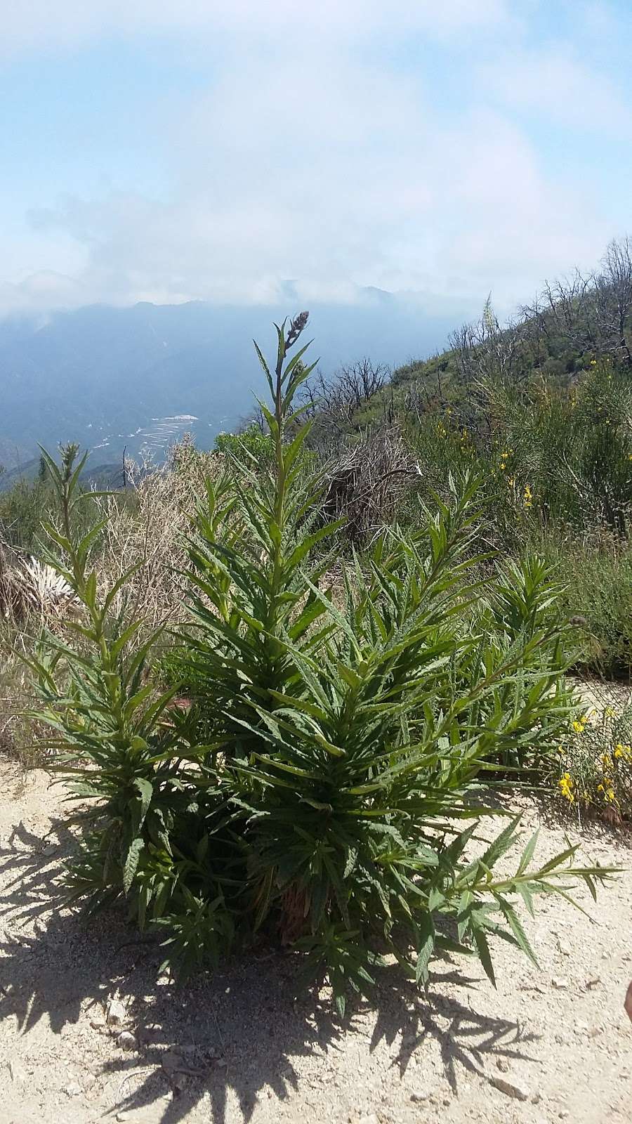 Parking and trailhead to a few unnamed trails | Angeles Crest Hwy, Palmdale, CA 93550