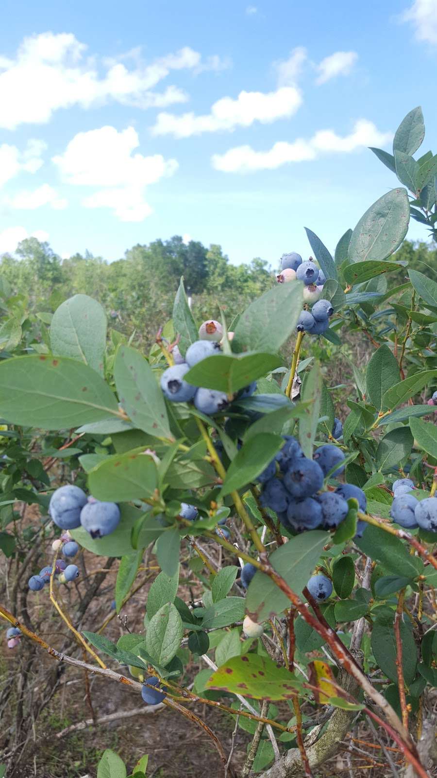 Ever After Farms U-Pick Blueberry Farm | 4400 Bouganvilla Dr, Mims, FL 32754, USA | Phone: (321) 269-9502