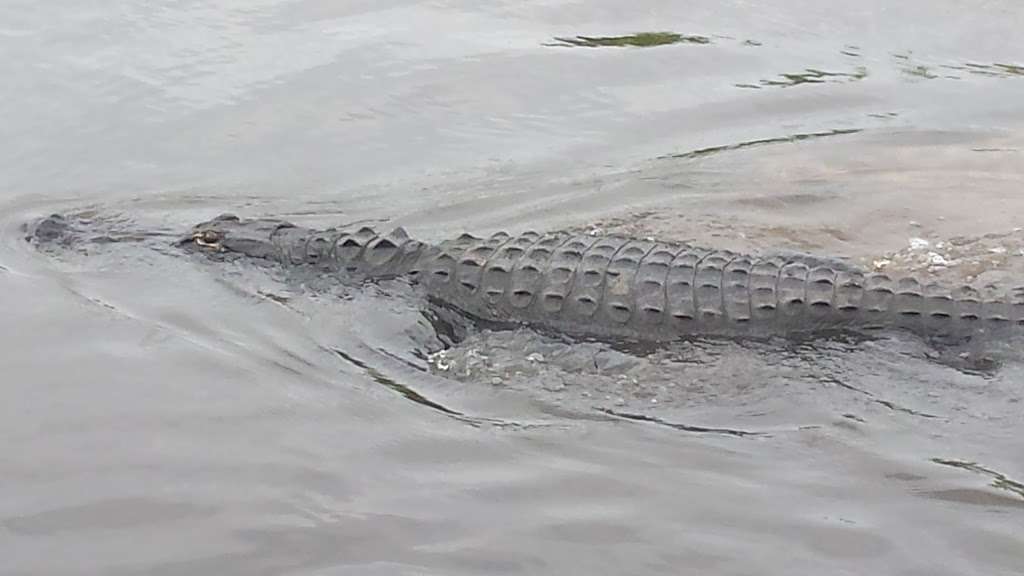 A-Awesome Airboat Rides | 1435-901 Cupid Ave, Christmas, FL 32709, USA | Phone: (407) 568-7601