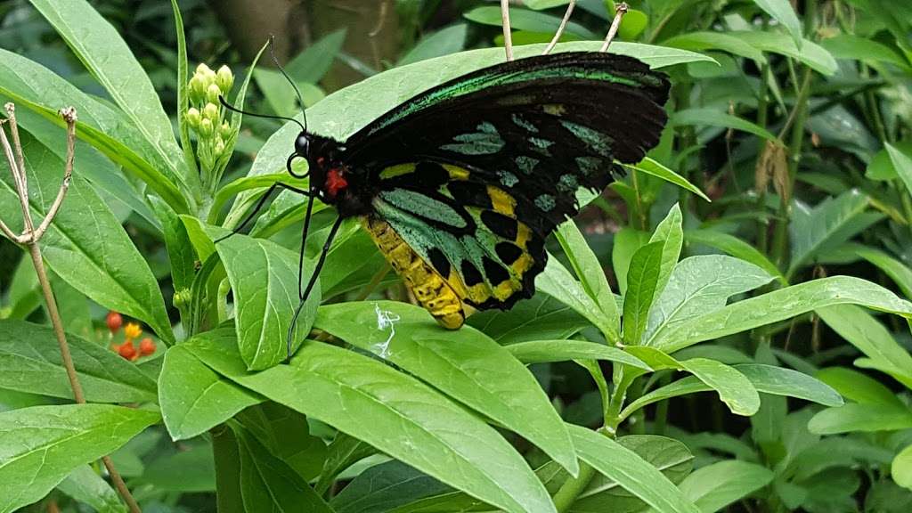 The Butterfly Place | 120 Tyngsboro Rd, Westford, MA 01886, USA | Phone: (978) 392-0955