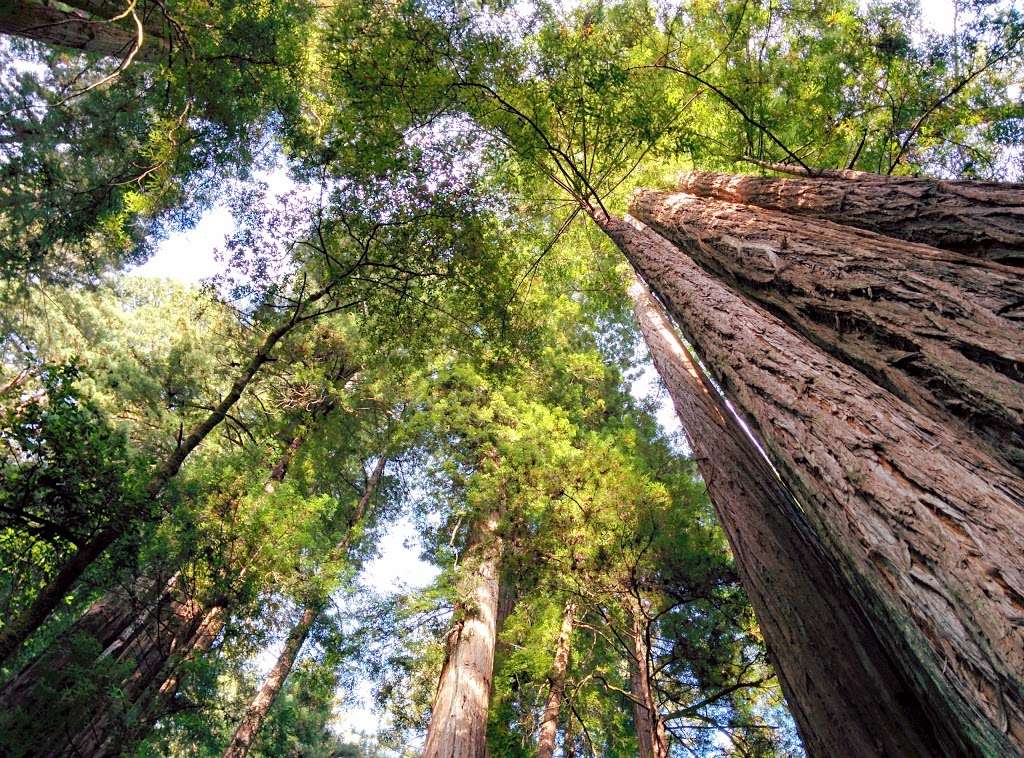 Sunset Trail Camp | Big Basin Redwoods State Park, Boulder Creek, CA 95006, USA