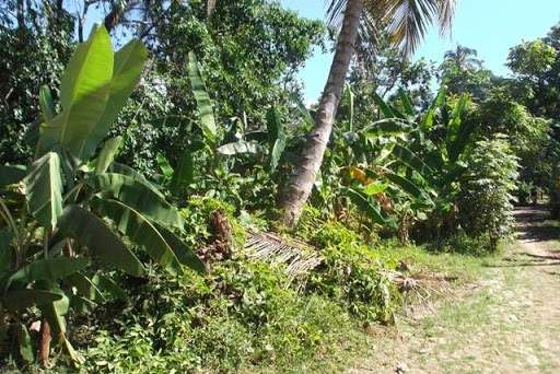 Land for sale at jacmel, Haiti (by the beach) | 1750 Carolina Wren Dr, Ocoee, FL 34761, USA | Phone: (407) 929-1957