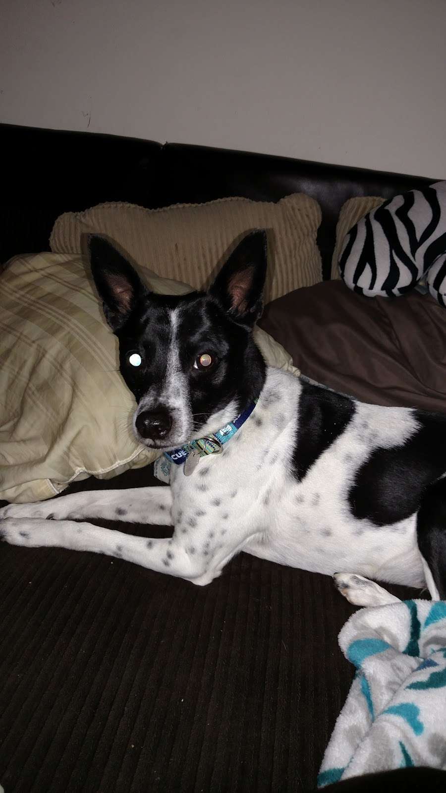 Best Friends Animal Hospital | 1988 Lincoln Way W, Chambersburg, PA 17202, USA | Phone: (717) 261-0520 Best Friends Animal Hospital | 1988 Lincoln Way W, Chambersburg, PA 17202, USA | Phone: (717) 261-0520