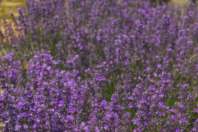 Heritage Lavender, LLC Seasonal hours, open by appointment | 4809 Foothills Dr, Berthoud, CO 80513, USA | Phone: (303) 514-6504