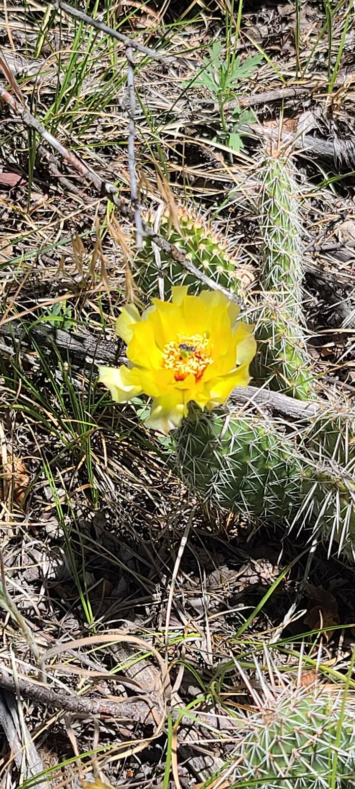 Aiken Canyon Preserve | 3350 Turkey Canon Ranch Rd, Colorado Springs, CO 80926, USA | Phone: (719) 576-4336