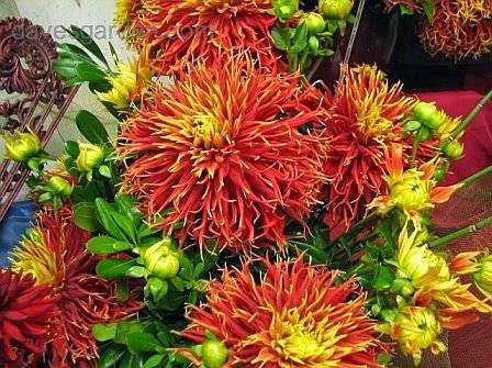 Jubilee Hill Dahlias | 1100 E Baltimore Pike, Kennett Square, PA 19348, USA | Phone: (610) 388-7092
