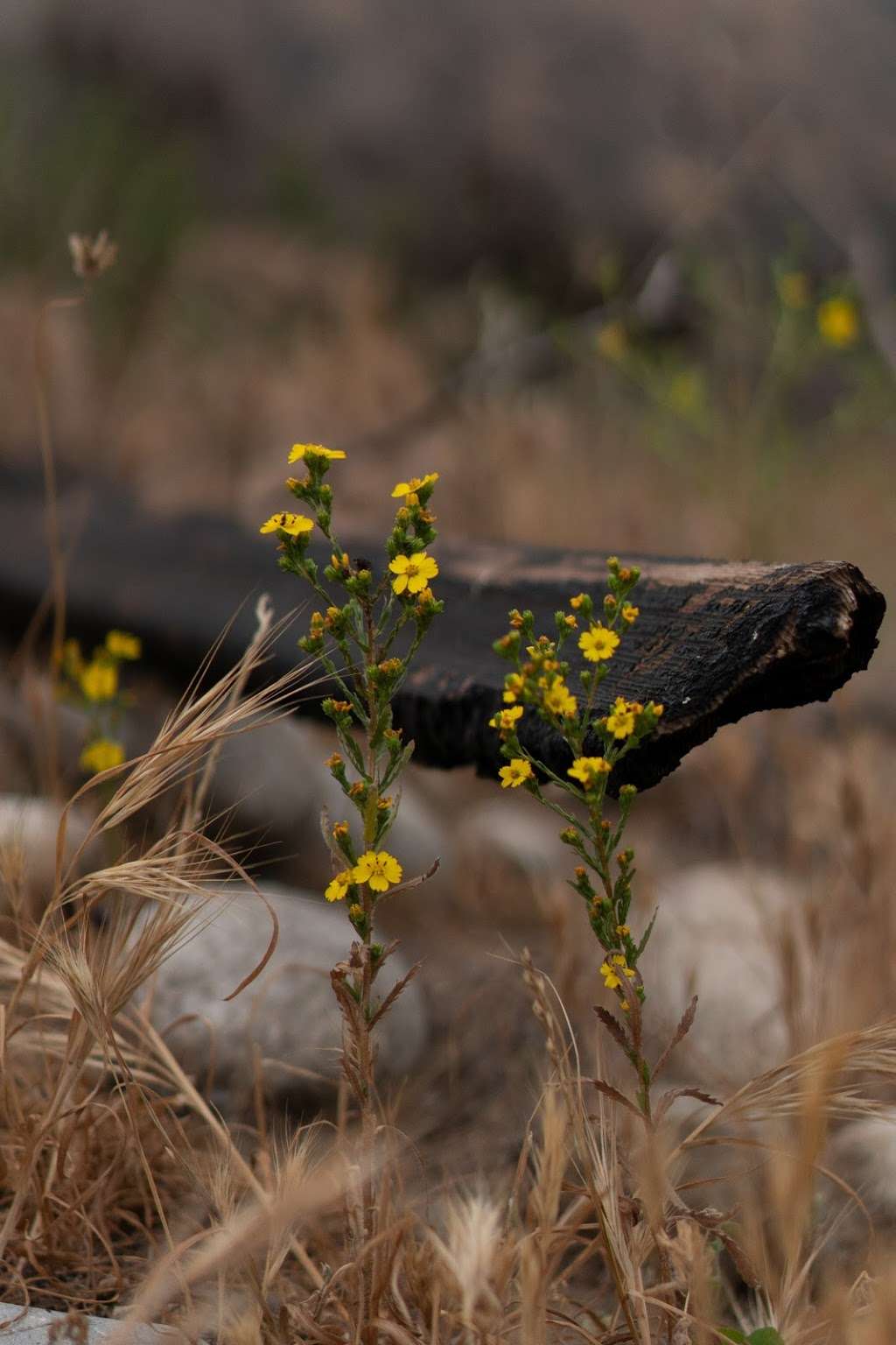 Santa Ana Mountains Trail Head | Anaheim, CA 92807, USA