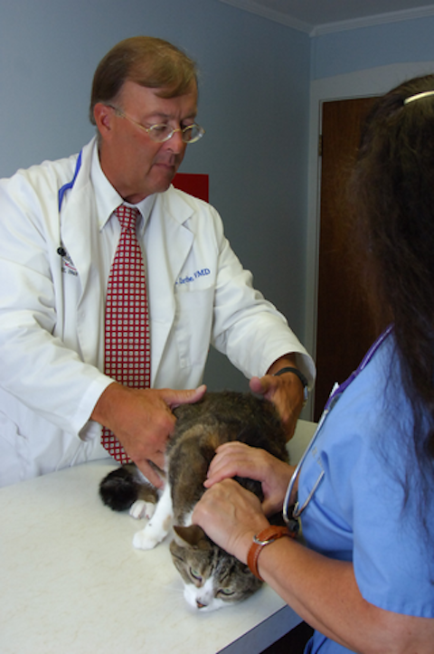 Stafford Veterinary Hospital | 211 N Main St, Manahawkin, NJ 08050 | Phone: (609) 296-7571