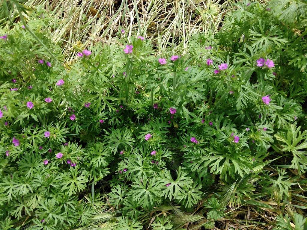 Black Diamond Hiking Trail Near Oakhurst | Black Diamond Trail, Clayton, CA 94517, USA