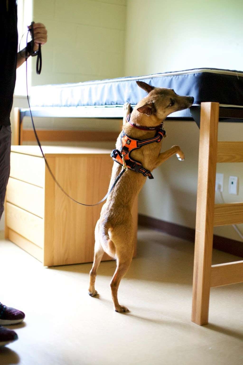 Bed Bug Detection K9s | 83 Lawrence St, Pepperell, MA 01463, USA | Phone: (617) 633-5686