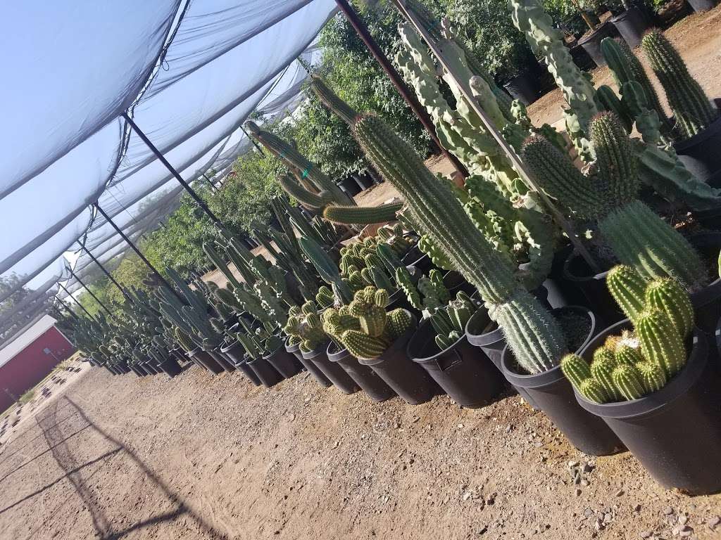 Paradise Wholesale Nursery | 7505 W Acoma Dr, Peoria, AZ 85381, USA | Phone: (623) 979-7870