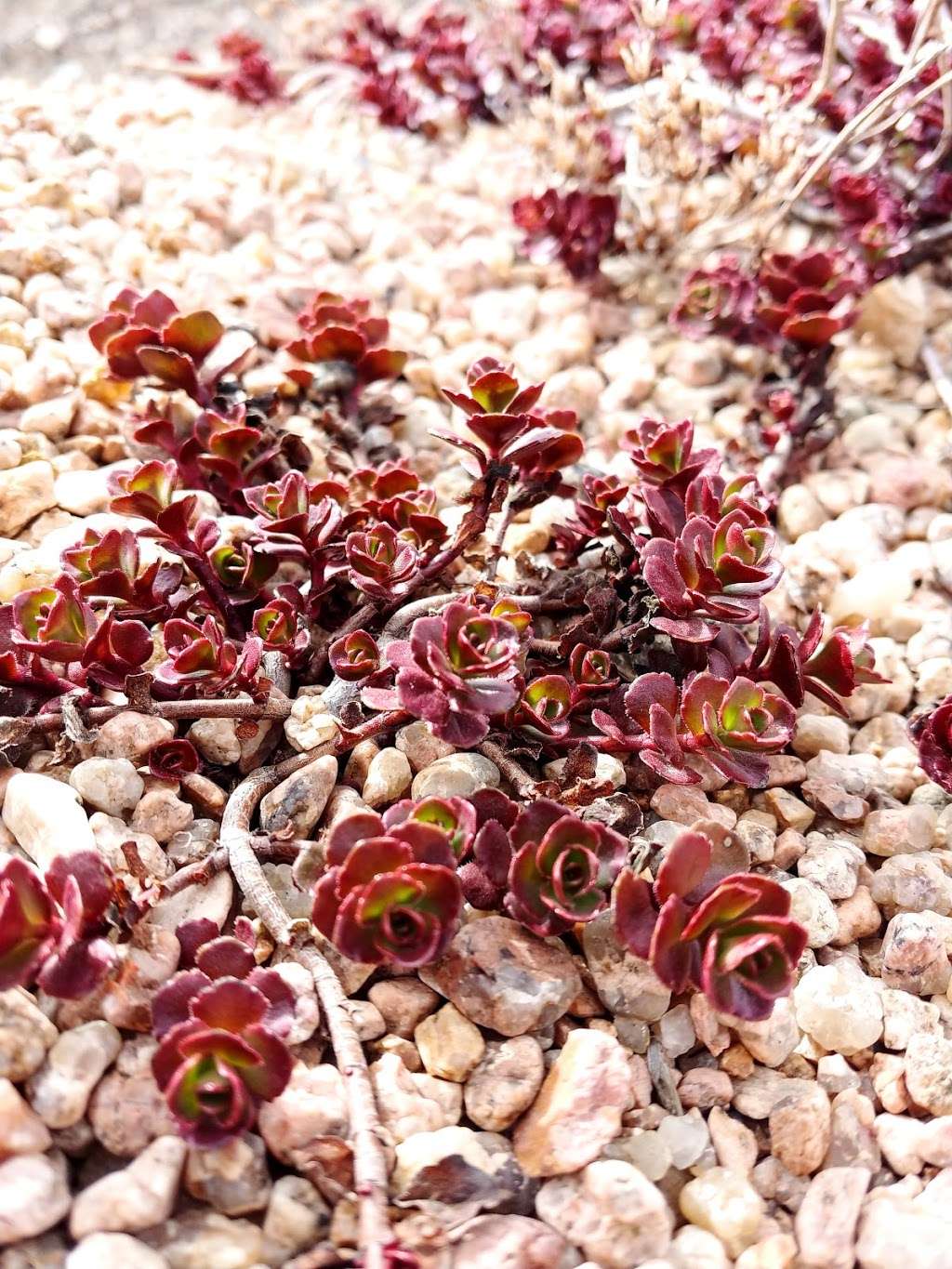 Treasure Island Demonstration Garden | Windsor, CO 80550, USA