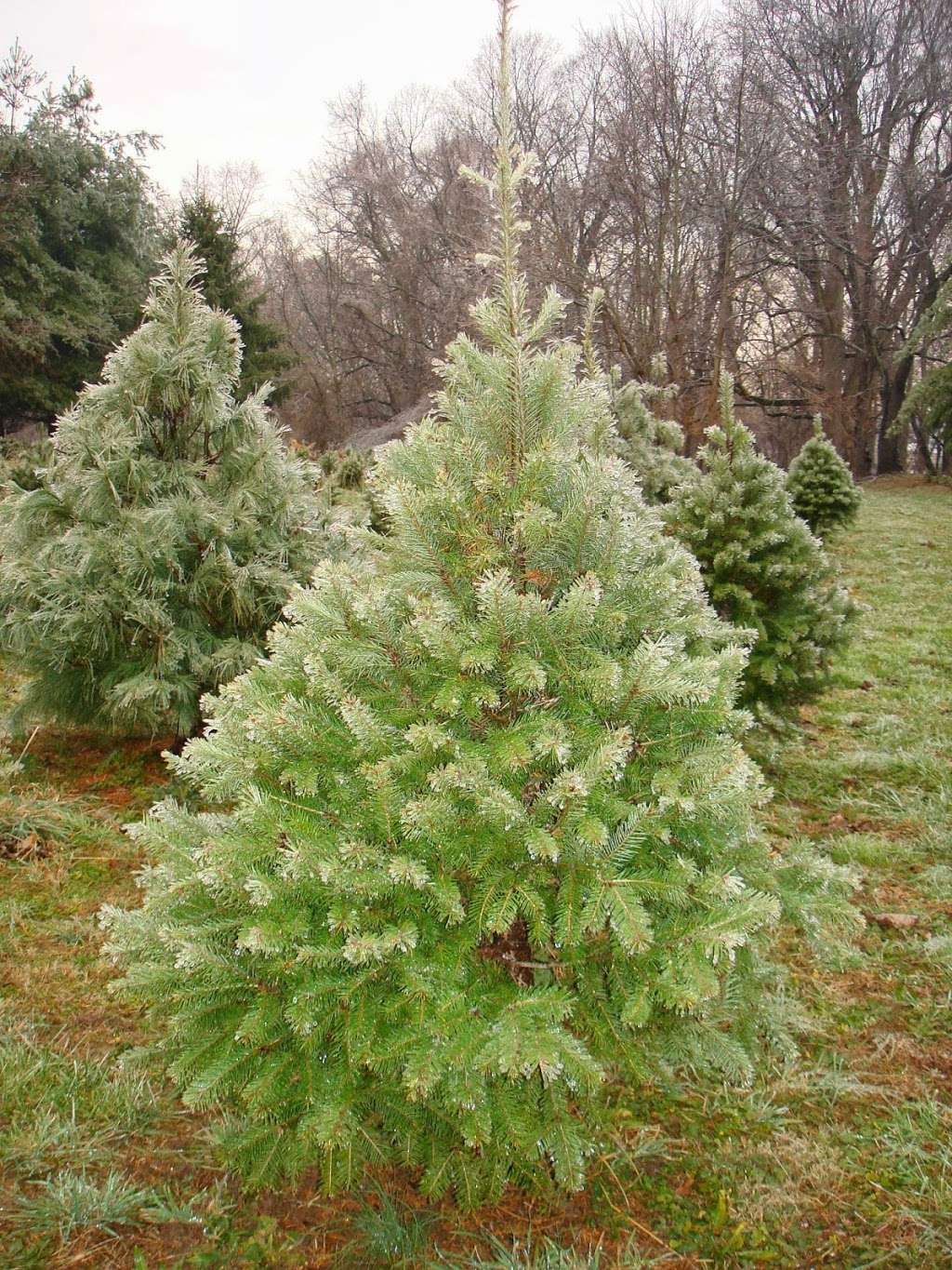 McCarthy Tree Farm | 1061 Dutch Neck Rd, Middletown, DE 19709 | Phone: (302) 836-3171