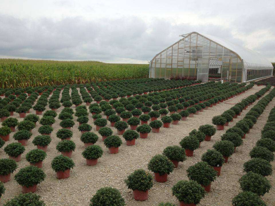 Delaneys Greenhouse | 14132 Church Rd, Minooka, IL 60447, USA | Phone: (815) 931-5703