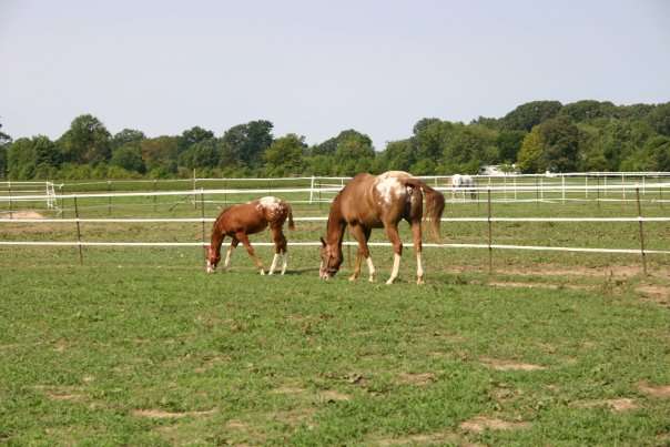 Wye River Kennel | 301 Sportsman Neck Cir, Queenstown, MD 21658 | Phone: (410) 827-9474