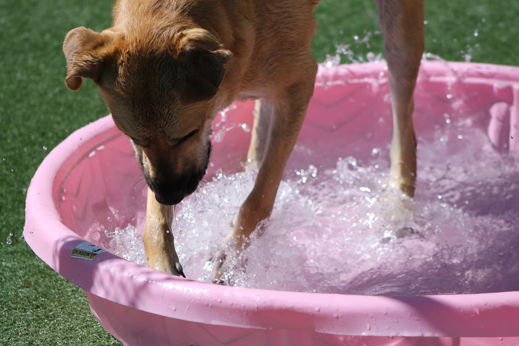 Longs Peak Animal Hospital | 9727 Ute Hwy, Longmont, CO 80504, USA | Phone: (303) 776-6666