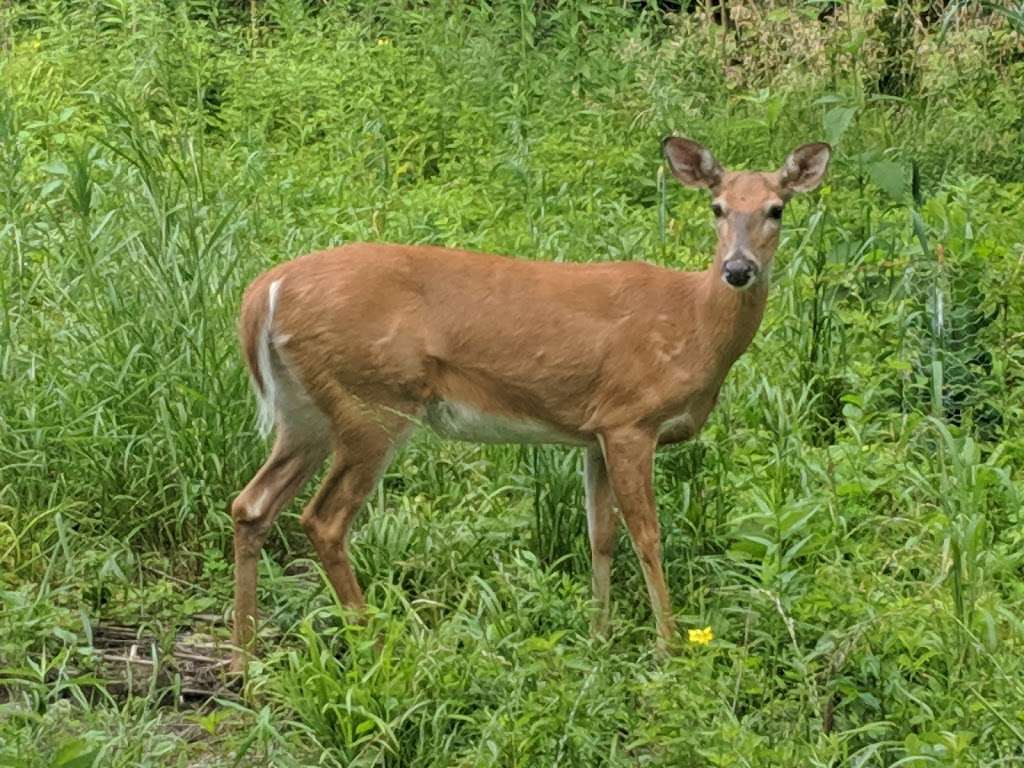 Greenwood Forest, DeKalb, IL | DeKalb Nature Trail, DeKalb, IL 60115, USA