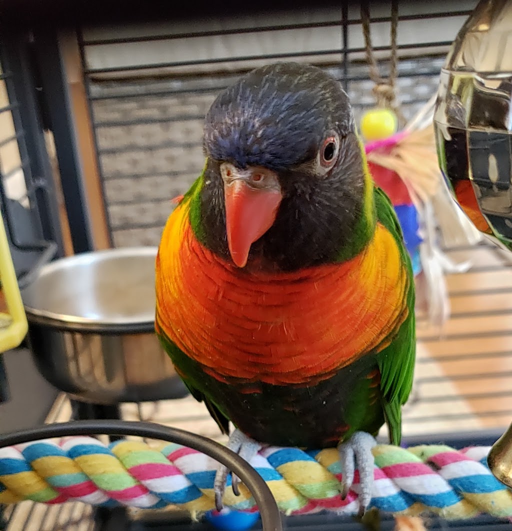 Avian and Exotics Center of Nashville | 3806 Old Hickory Blvd, Old Hickory, TN 37138, USA | Phone: (615) 360-0944