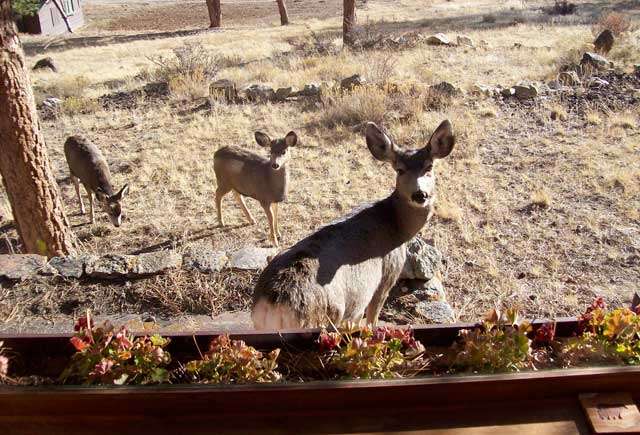 Pine Creek Cabins Vacation Rentals & Property Management | 1263 Giant Track Rd, Estes Park, CO 80517, USA | Phone: (970) 586-8166