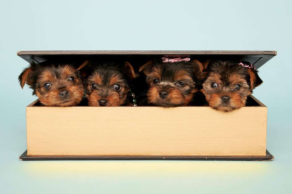 Yorkies in America | 2002 Kitty Hawk Drive, Missouri City, TX 77489, USA | Phone: (713) 332-9773