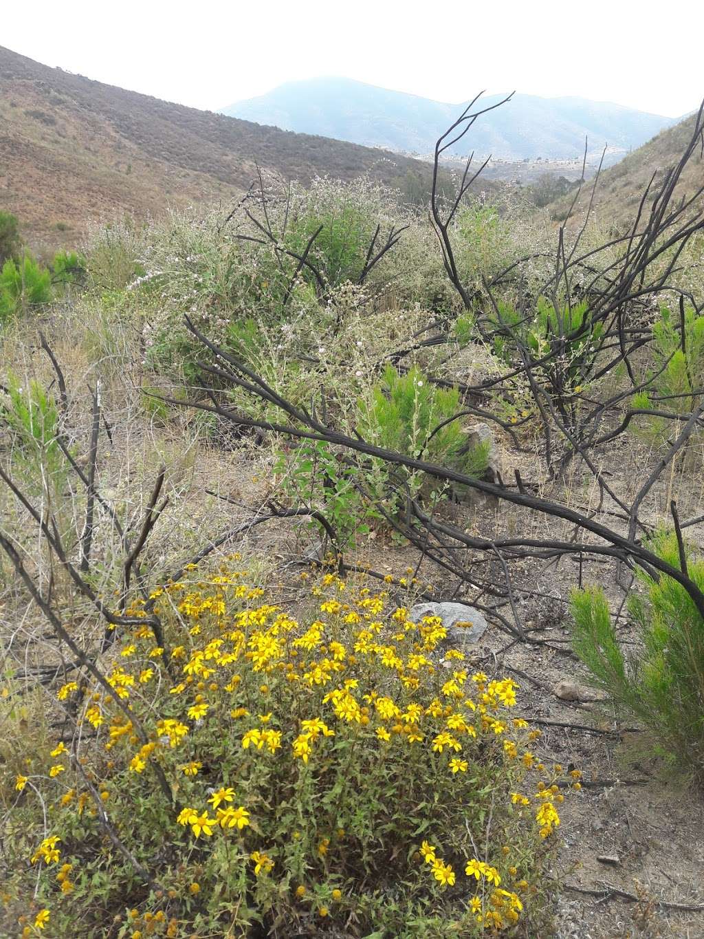 Bancroft Creek | 2037 S Barcelona St, Spring Valley, CA 91977, USA
