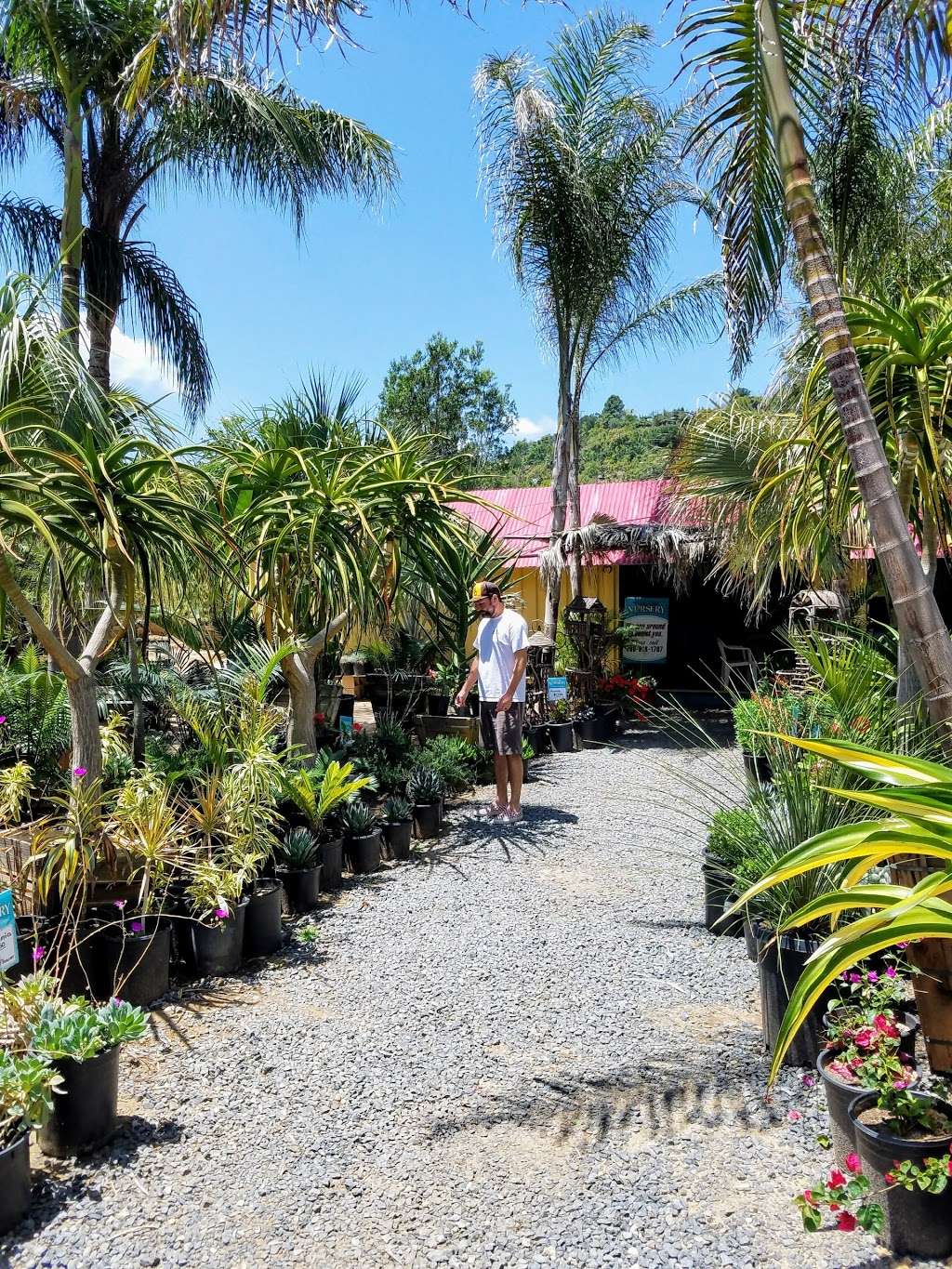 Pala Mesa Nursery | 3235 Old Hwy 395, Fallbrook, CA 92028, USA | Phone: (760) 518-1707