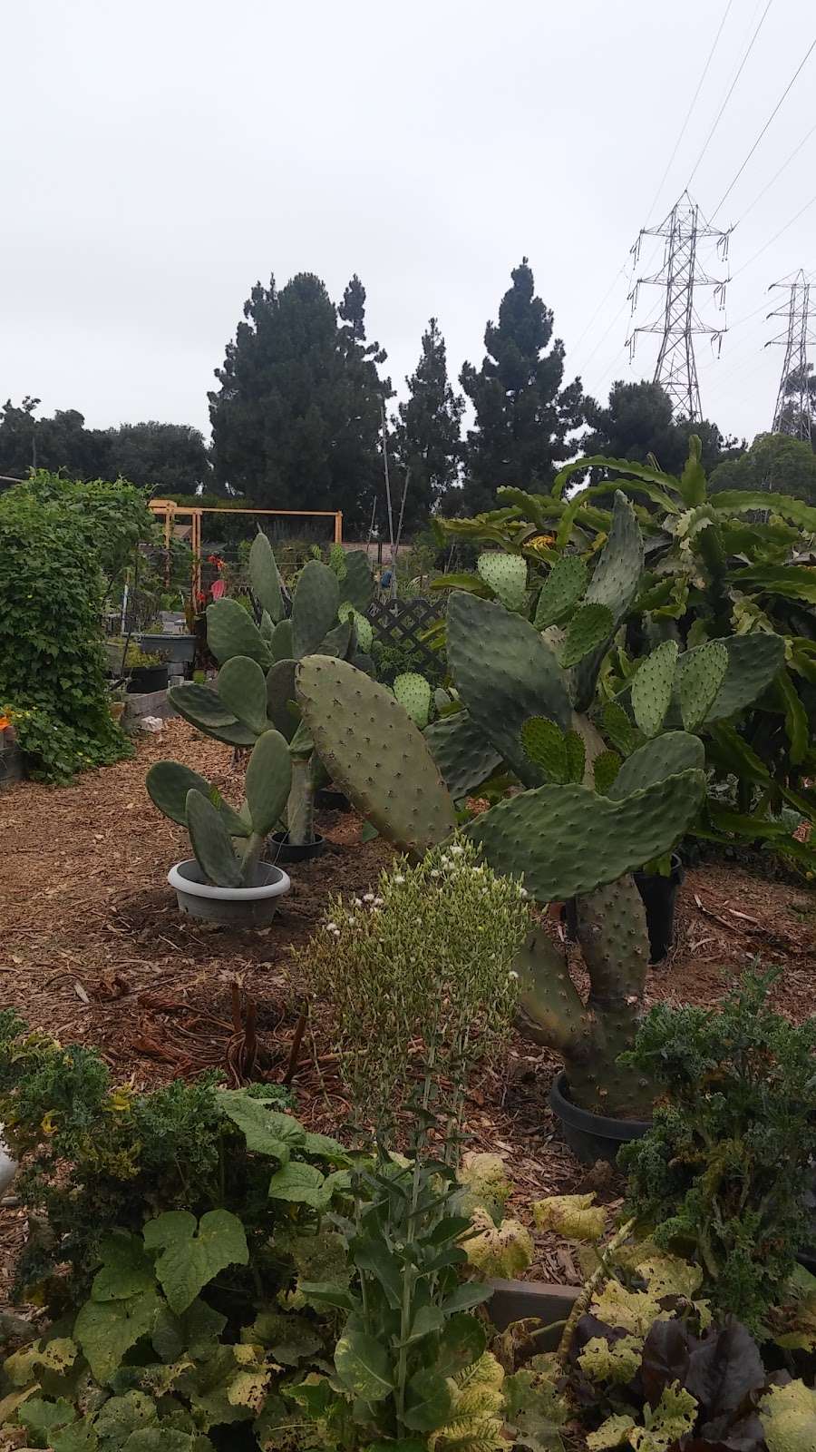 Cornucopia Community Garden | Bobolink Ln, Ventura, CA 93003 | Phone: (805) 658-4754