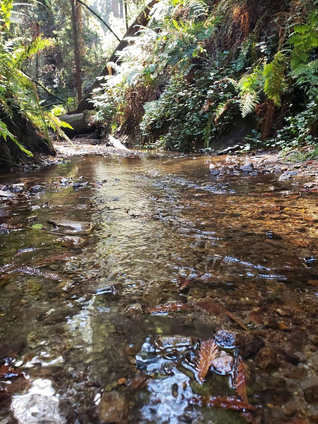 Powder Mill Trail | Powder Mill Trail, Santa Cruz, CA 95060, USA