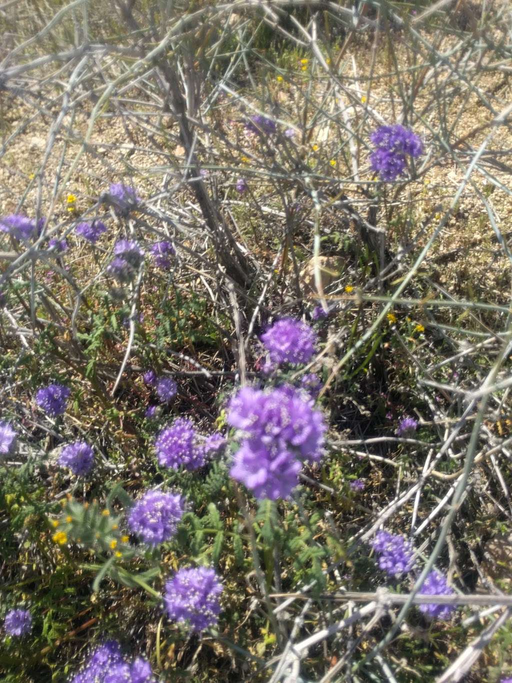 Phacelia Wildlife Sanctuary | Lancaster, CA 93535, USA