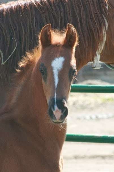 MBA Equestrians | 17W381 Frontage Road, Willowbrook, IL 60527 | Phone: (630) 789-6299