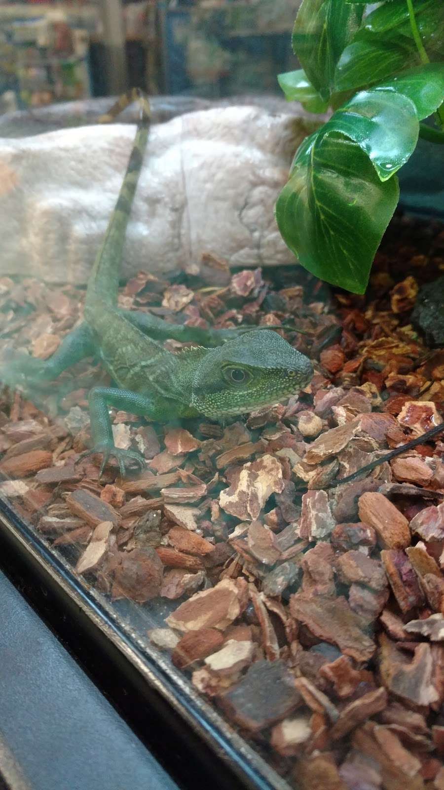 Petco | 2046 IL-50, Bourbonnais, IL 60914, USA | Phone: (815) 929-0245