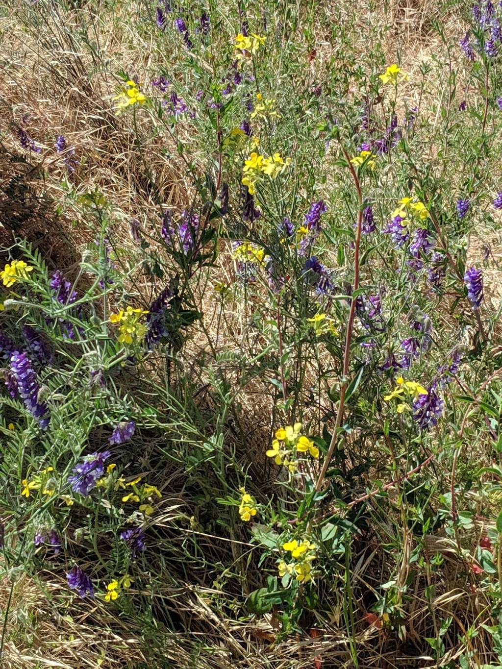 Antioch Dunes National Wildlife Refuge | 501 Fulton Shipyard Rd, Antioch, CA 94509 | Phone: (707) 769-4200