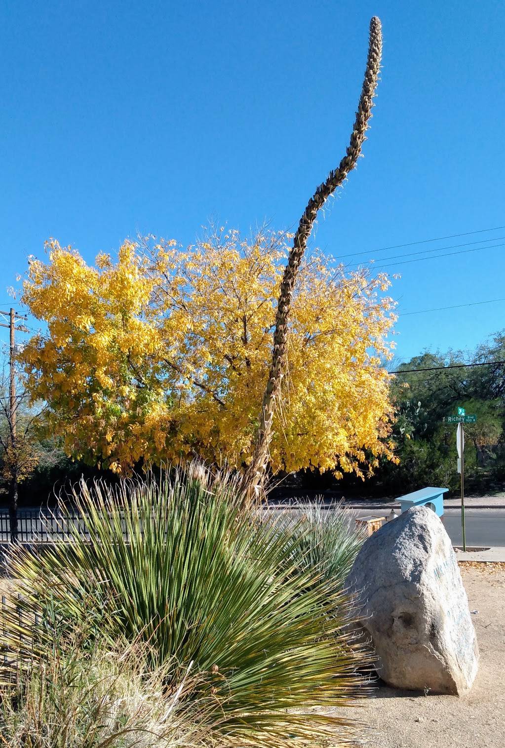 Miramonte Natural Resource Park | 901 N Richey Blvd, Tucson, AZ 85716, USA | Phone: (520) 791-4873