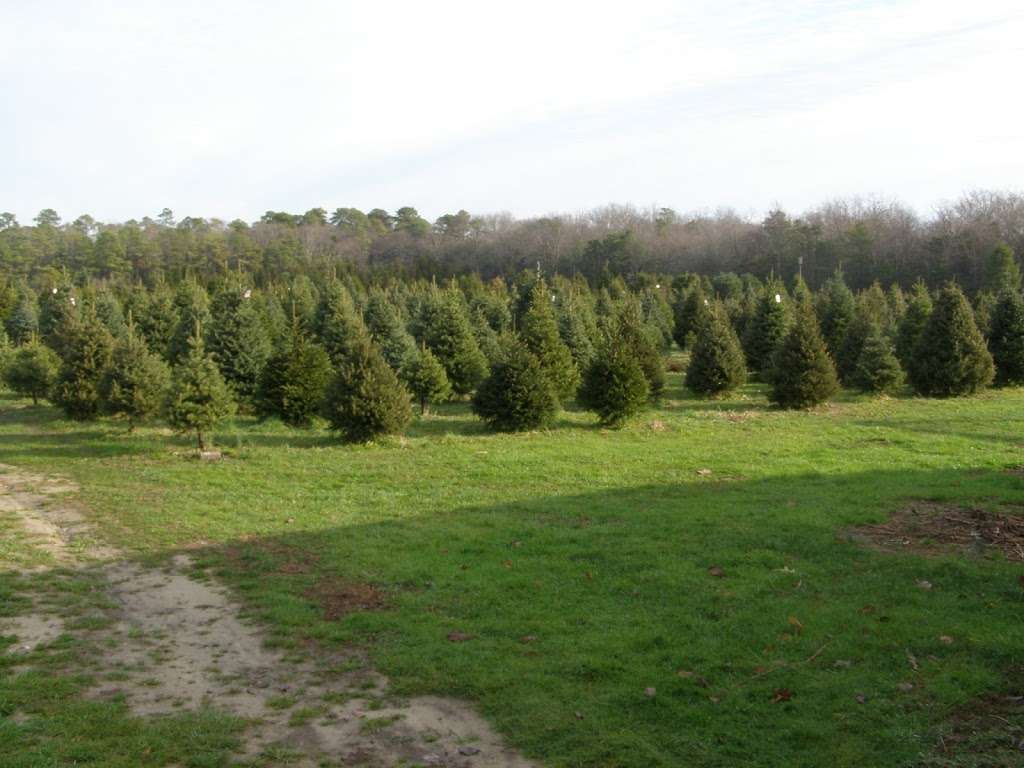 Littleworth Tree Farm | 1957 Tuckahoe Rd, Woodbine, NJ 08270 | Phone: (609) 628-3346