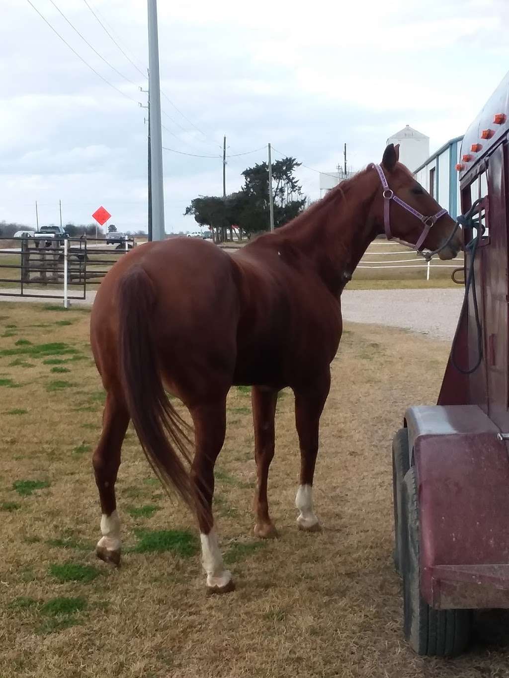 Katy Equine Clinic | 707 Woods Rd, Brookshire, TX 77423, USA | Phone: (281) 391-8250