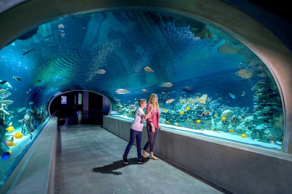 OdySea Aquarium | 9500 East Vía de Ventura Suite A-100, Scottsdale, AZ 85256, USA | Phone: (480) 291-8000